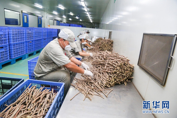 澳门真人百家家乐中药生产工匠用技术和劳动助力中药材“华丽蜕变”